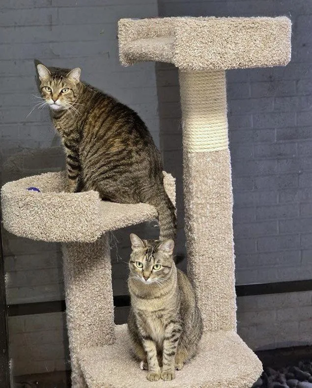 An adult medium-sized female Domestic Short Hair cat named Dinah for adoption in Plano, TX