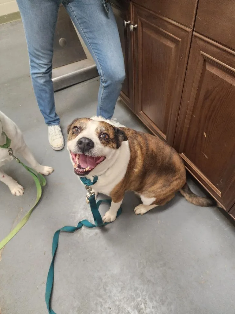 A senior medium-sized female Labrador Retriever dog named Kuca for adoption in Winder, GA