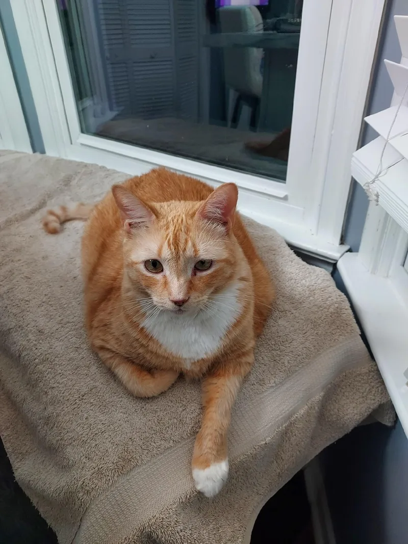 An adult large-sized male Orange & White Domestic Short Hair cat named Tony for adoption in Richmond, VA