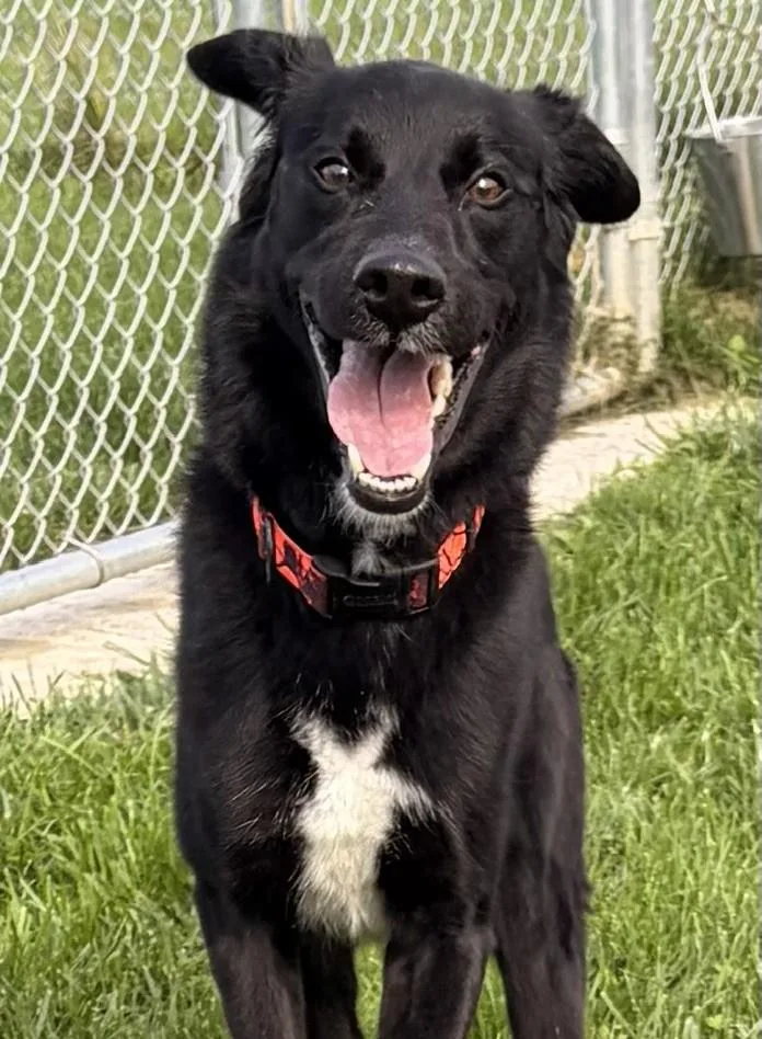 A young medium-sized male Black Labrador Retriever dog named West for adoption in Bryan, OH