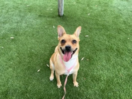 A young medium-sized female Shiba Inu dog named Gagel for adoption in Los Angeles, CA