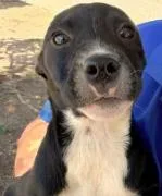 A young medium-sized female Mixed Breed dog named Kahlo for adoption in Coralville, IA