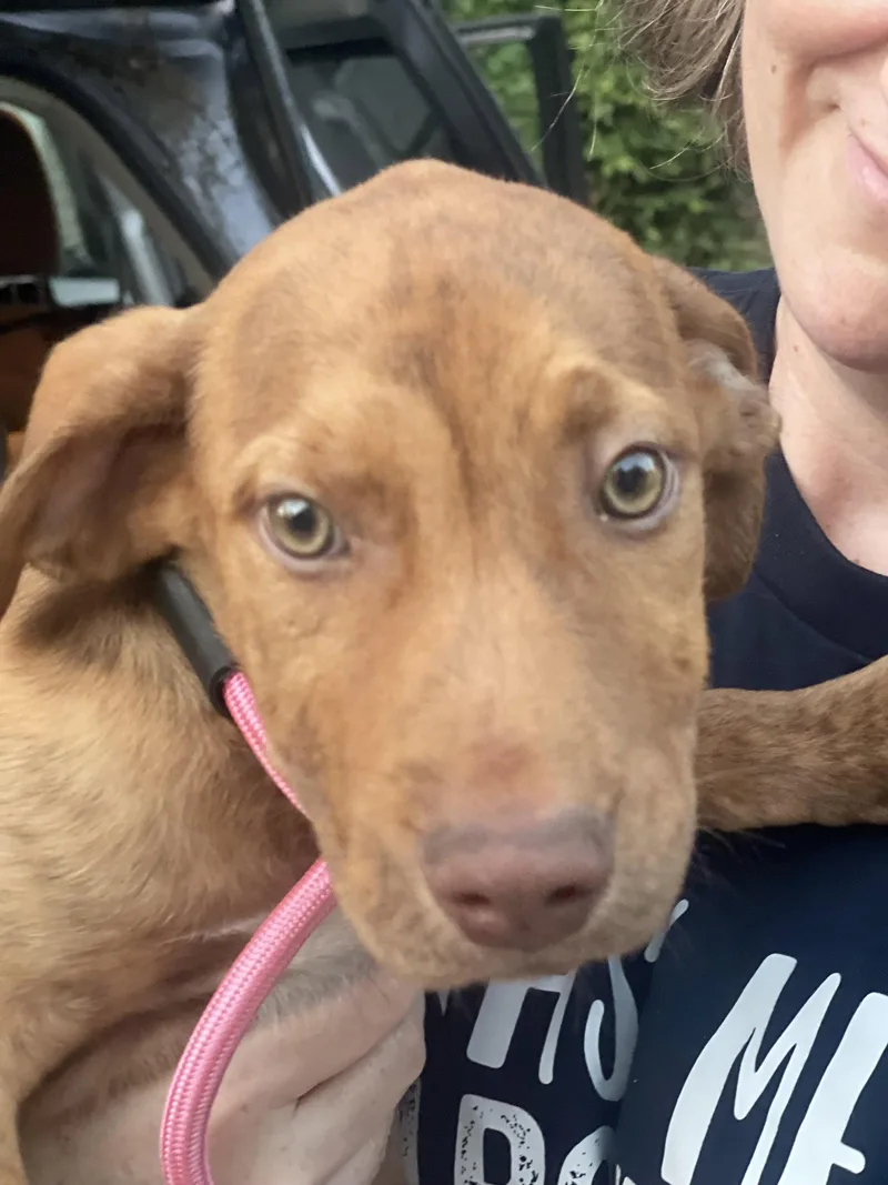 A baby medium-sized male Hound dog named Gus for adoption in Blackwood, NJ