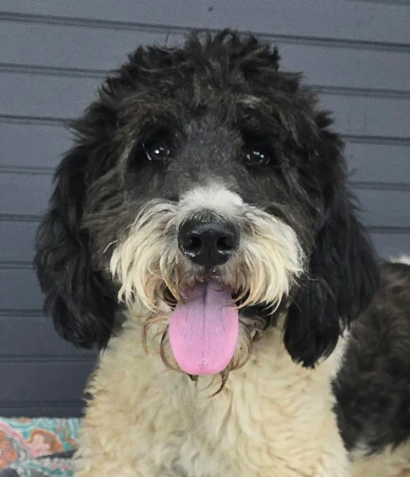A young medium-sized male White / Cream Great Pyrenees dog named Bruce for adoption in Newport, TN