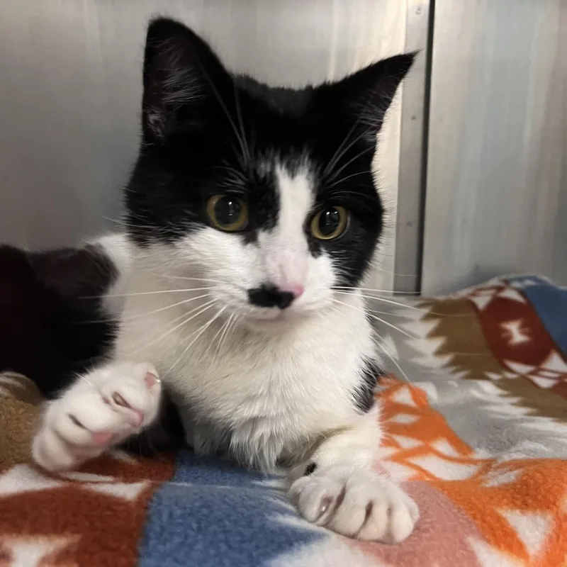 A young medium-sized female Black Domestic Short Hair cat named Elsie for adoption in Brockton, MA