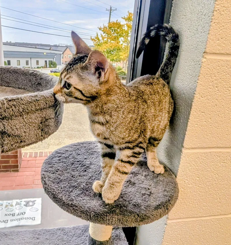 A young medium-sized female Domestic Short Hair cat named Mimikyu for adoption in Mount Juliet, TN