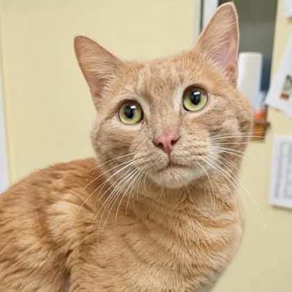 An adult small-sized male Domestic Short Hair cat named Sharp Cheddar for adoption in Burlington, WA