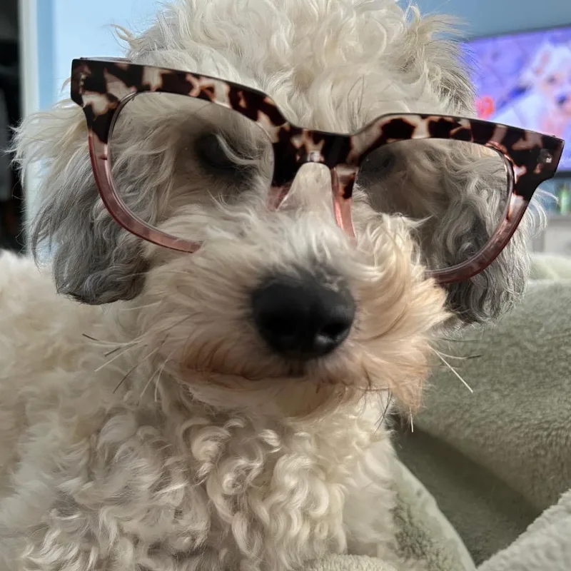 An adult medium-sized male Miniature Poodle dog named Kiwi for adoption in Long Beach, CA