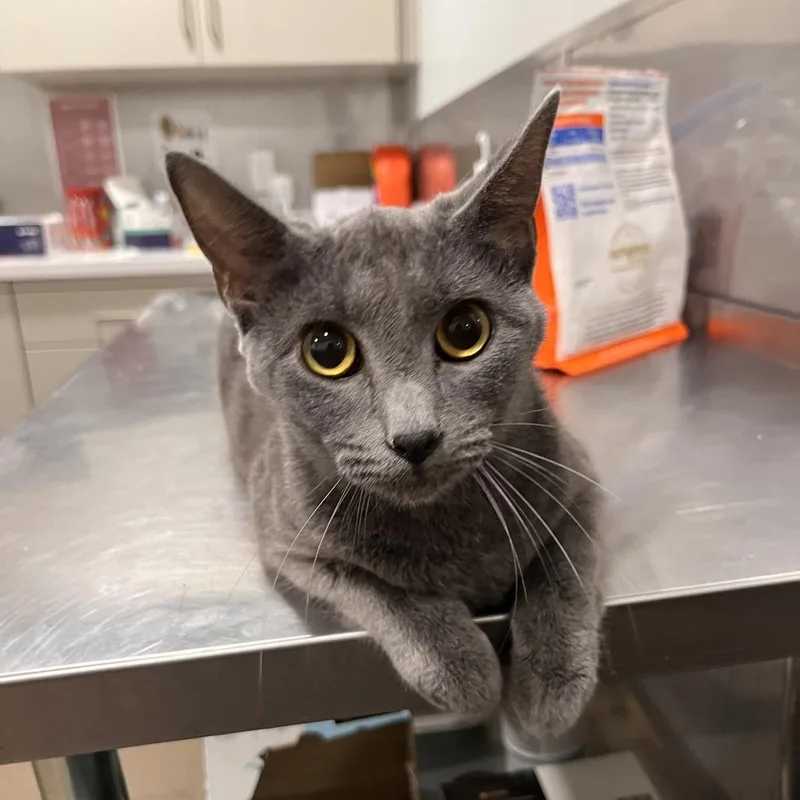 A young medium-sized female Gray / Blue / Silver Domestic Short Hair cat named Zucchini for adoption in Washburn, MO