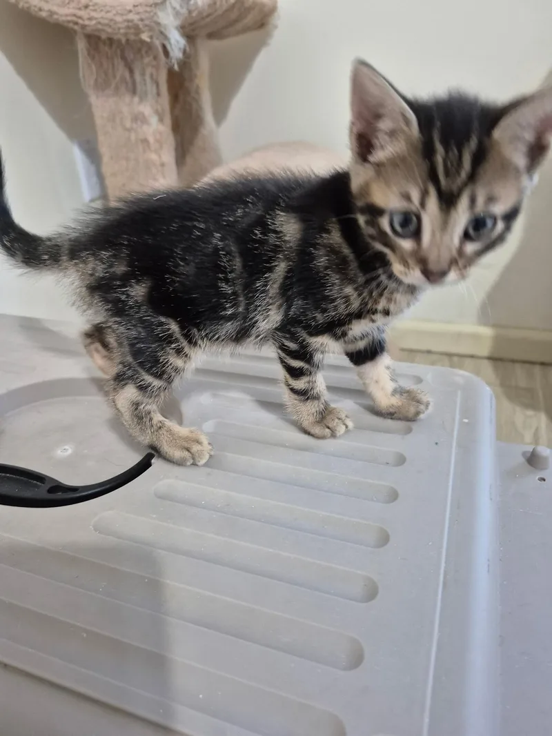 A baby medium-sized male Tabby (Brown / Chocolate) Domestic Short Hair cat named Truffles for adoption in Philadelphia, PA