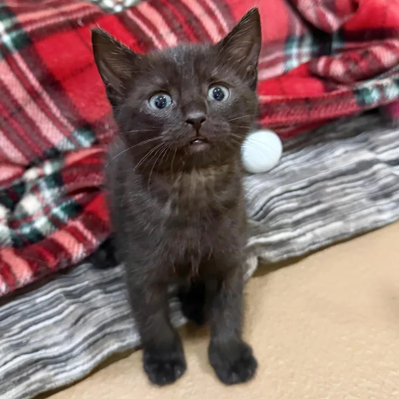 A baby small-sized female Black Domestic Short Hair cat named Walnut for adoption in Agoura Hills, CA