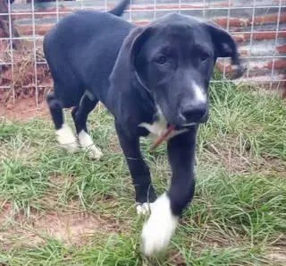 A young medium-sized female Black Labrador Retriever dog named Abootie for adoption in Frankston, TX