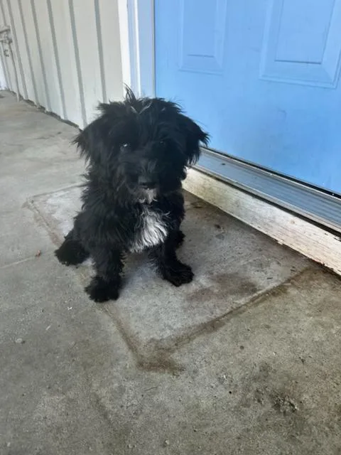 A baby small-sized male Black Shih Tzu dog named Samuel for adoption in Lafayette, CA