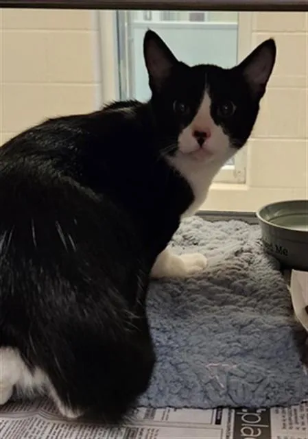 A young medium-sized male Tuxedo cat named Danny A for adoption in Plano, TX