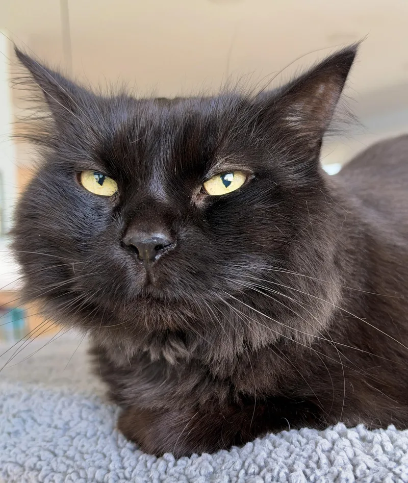 An adult medium-sized female Black Domestic Medium Hair cat named Chanel for adoption in Hull, MA