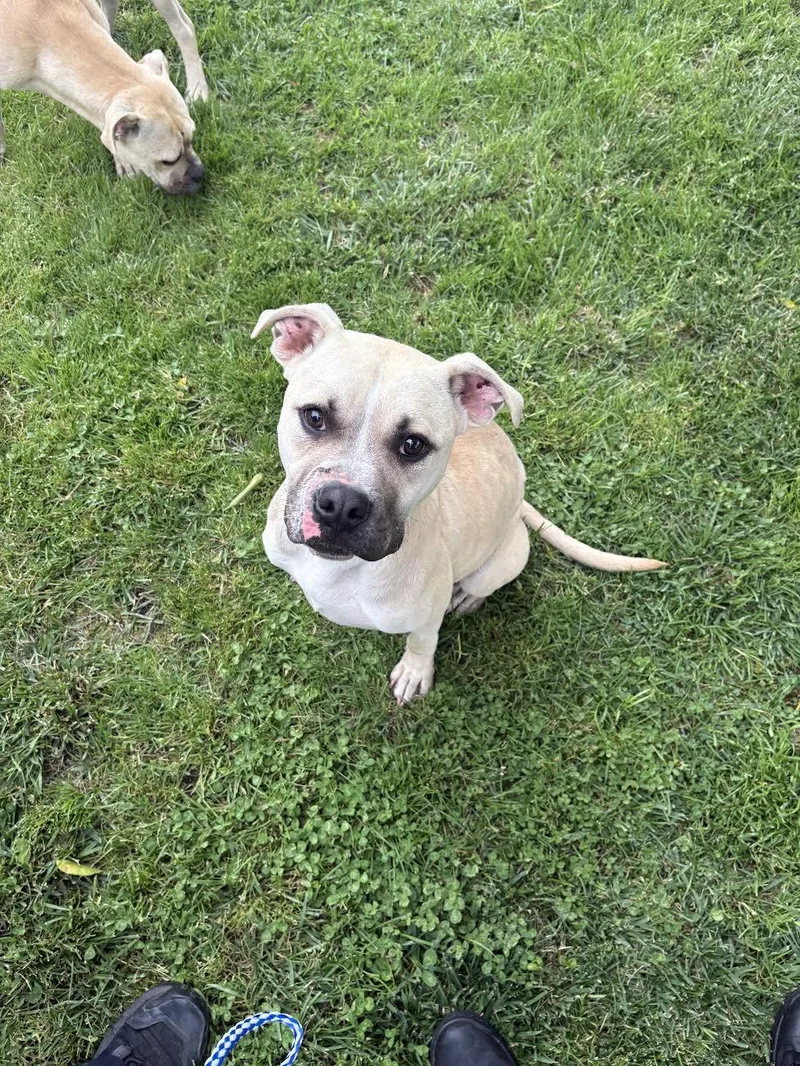 An adult medium-sized male Apricot / Beige Pit Bull Terrier dog named Mario for adoption in Oakdale, CA