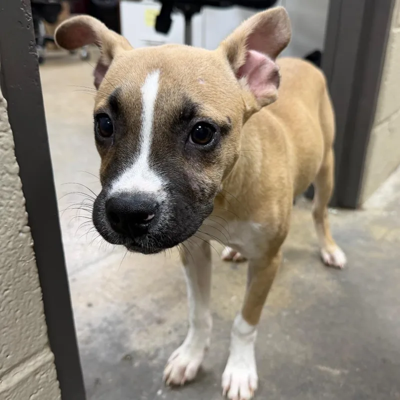 A baby medium-sized male Yellow / Tan / Blond / Fawn Pit Bull Terrier dog named RoRo for adoption in Madisonville, KY