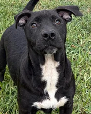 A young medium-sized female Bicolor Labrador Retriever dog named Emery for adoption in Inez, TX
