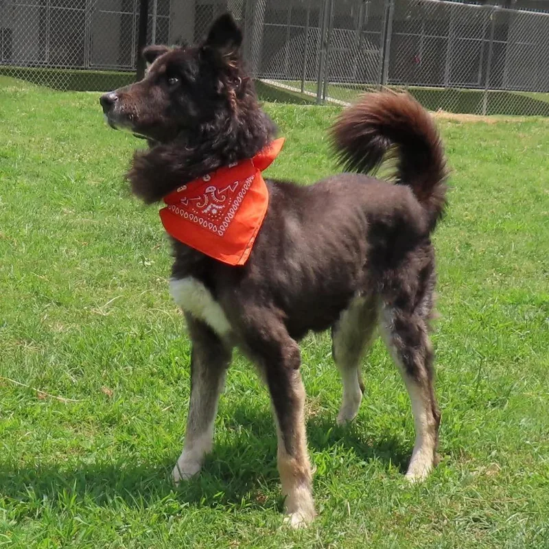 A senior large-sized male Shepherd dog named Govner for adoption in Wadena, MN