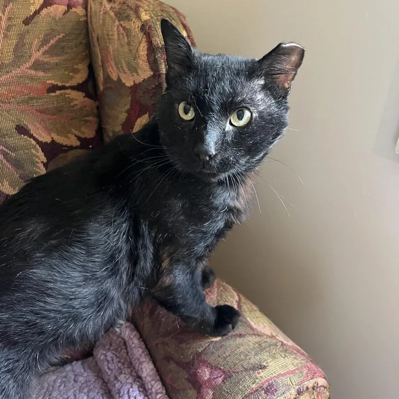 An adult large-sized male Black Domestic Short Hair cat named Ranger for adoption in Overland Park, KS
