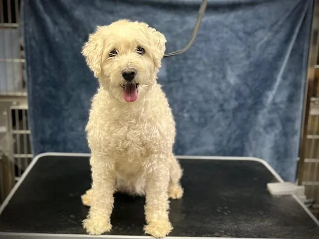 An adult small-sized female Maltese dog named Gilly for adoption in Chatsworth, CA