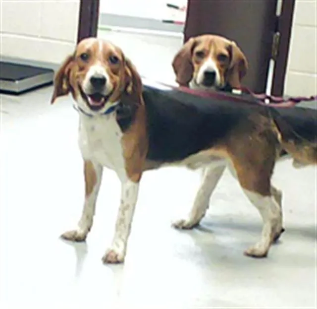 A young medium-sized male Beagle dog named Yodel for adoption in Fayetteville, NC