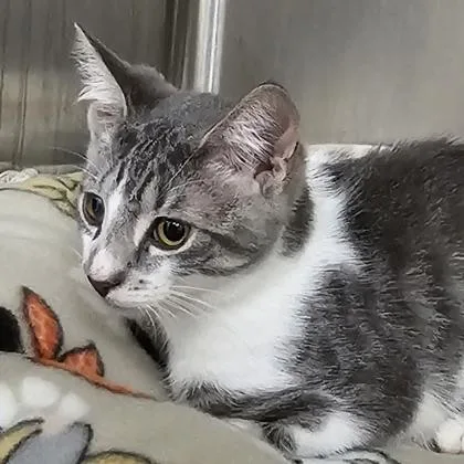 A young small-sized male Domestic Short Hair cat named Lancelot for adoption in Scotia, NY