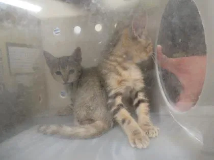 An adult small-sized female Domestic Short Hair cat named Meatballs for adoption in Shreveport, LA