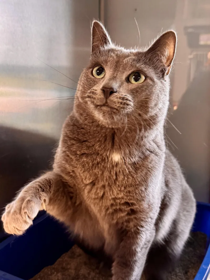 A young medium-sized male Gray / Blue / Silver Domestic Short Hair cat named Smokee for adoption in Midland, MI
