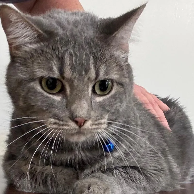 An adult large-sized female Domestic Long Hair cat named Smokey for adoption in Hattiesburg, MS