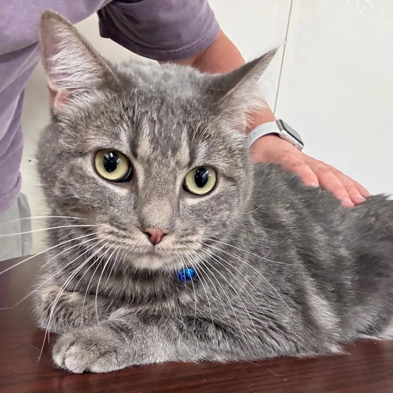 Smokey thumbnail 2
