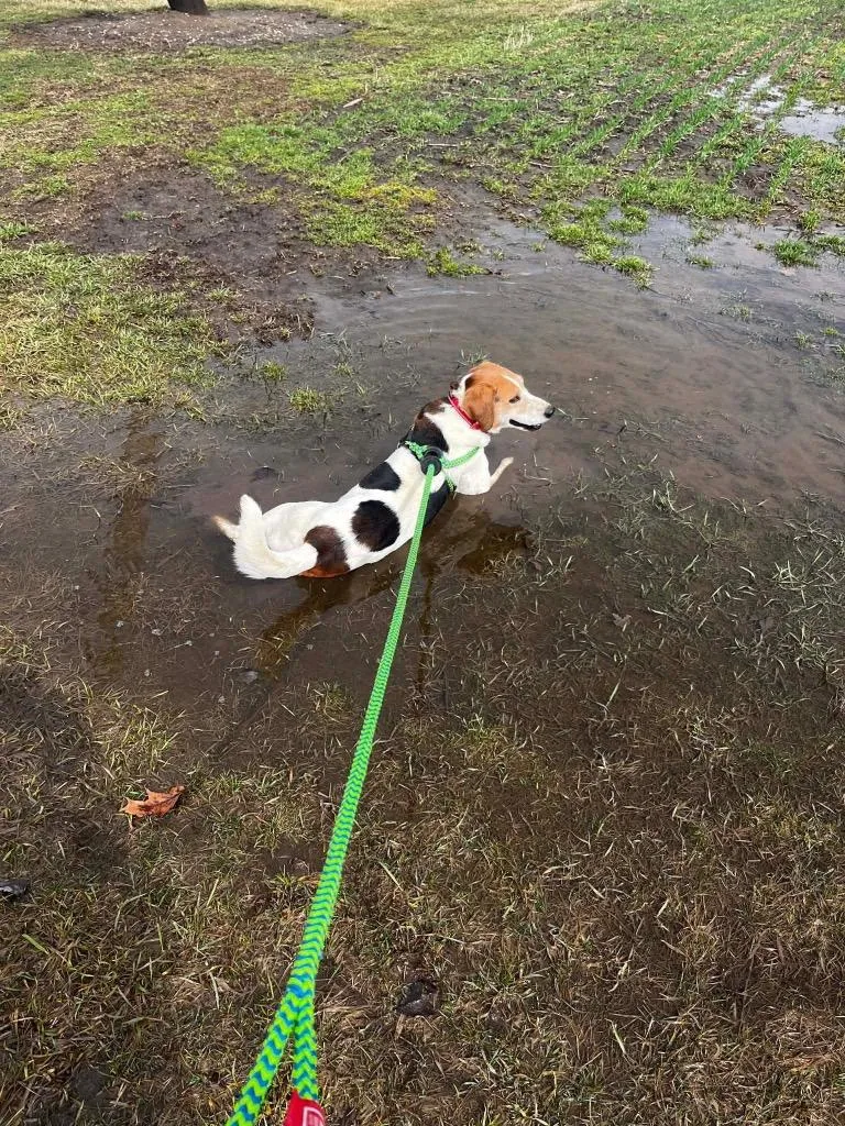 A senior medium-sized male Beagle dog named Leroy for adoption in Marion, OH