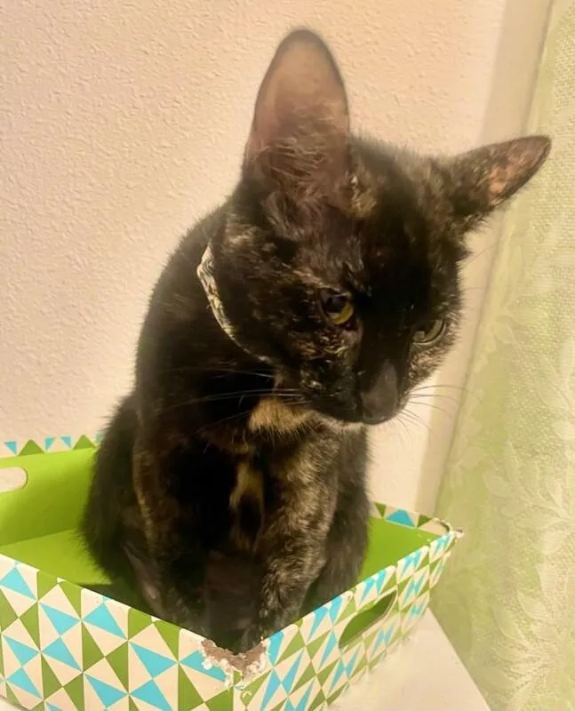 An adult medium-sized female Tortoiseshell Domestic Short Hair cat named Luna for adoption in Arlington, WA