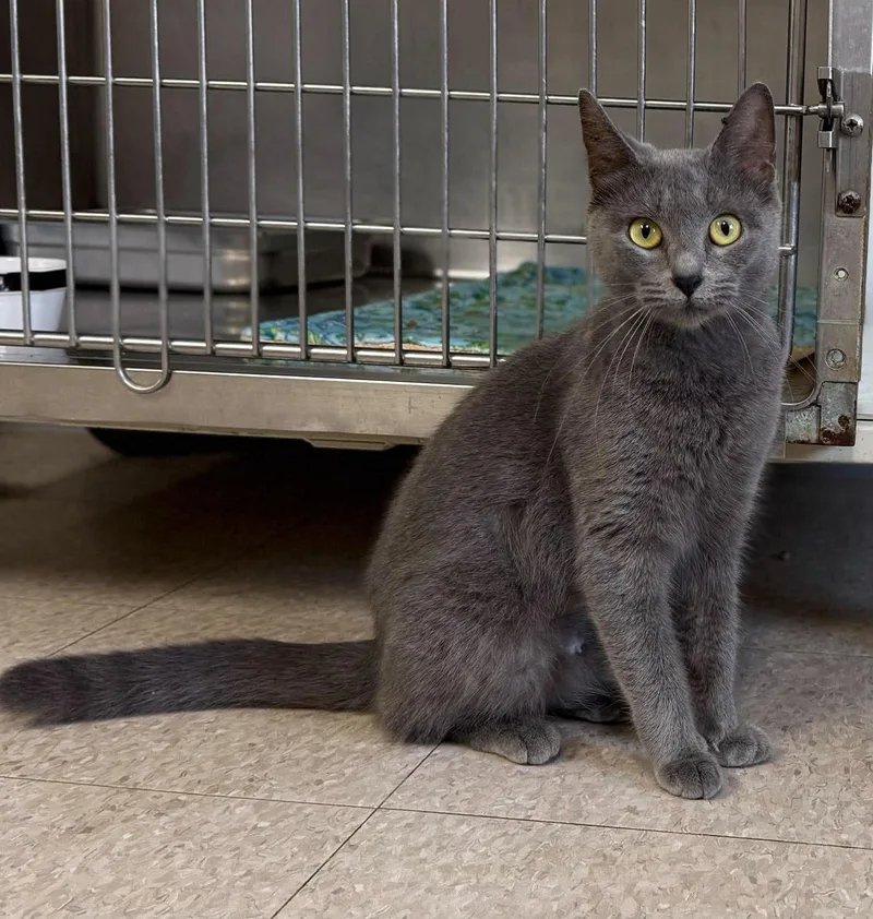 An adult medium-sized female Domestic Short Hair cat named Shimmer for adoption in Springfield, VT