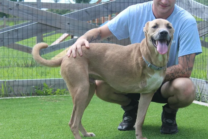 A young medium-sized male Apricot / Beige Mixed Breed dog named Maverick for adoption in Chestertown, MD