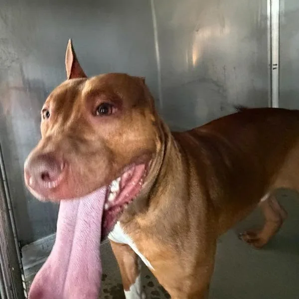 An adult medium-sized male Terrier dog named Brick for adoption in Des Moines, IA