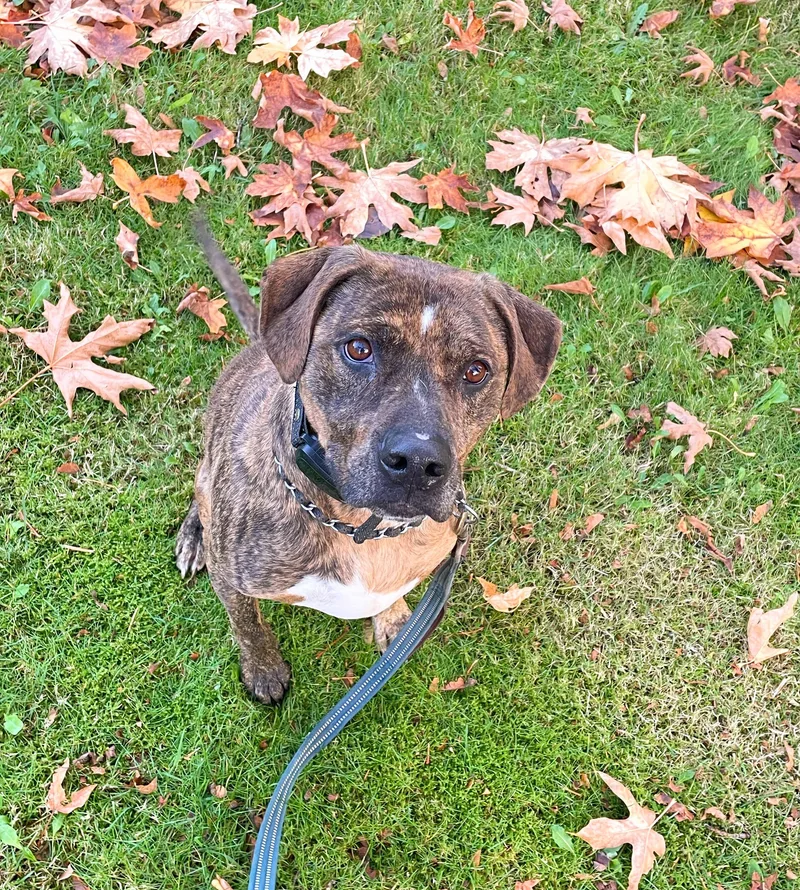 Brisbane  Sweet Boy thumbnail 2