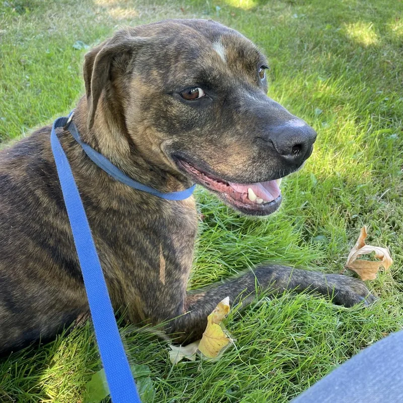 Brisbane  Sweet Boy thumbnail 4