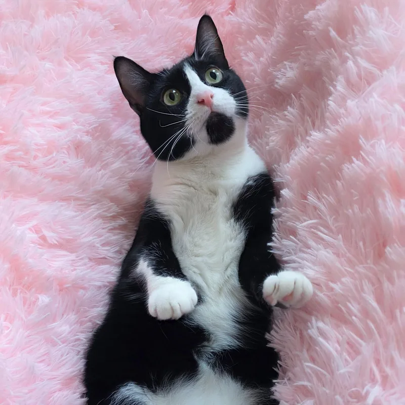 A young medium-sized female Tuxedo cat named Patch for adoption in New Orleans, LA