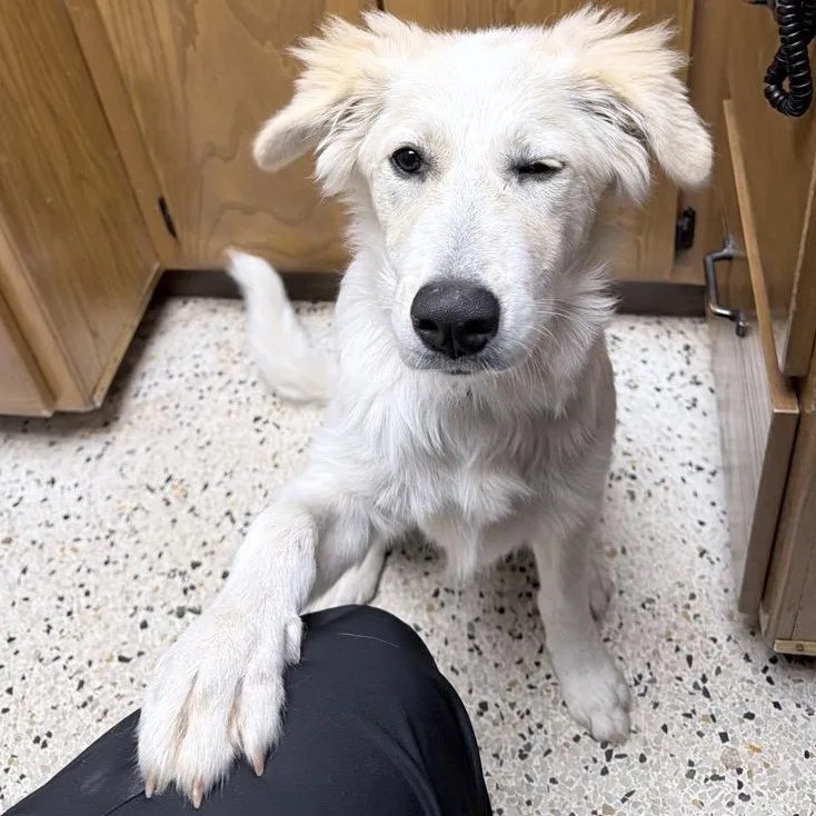 A young large-sized male White / Cream Great Pyrenees dog named Lil' Sly for adoption in Oklahoma City, OK