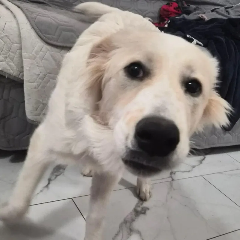 Lil' Sly thumbnail 4