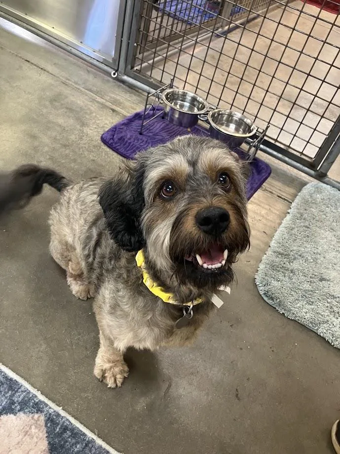 A senior medium-sized female Havanese dog named Mitzie for adoption in Scottsdale, AZ