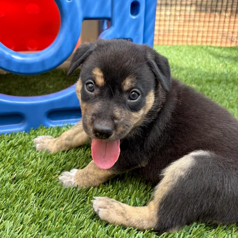 A young medium-sized female Shepherd dog named Turtle for adoption in Torrey, UT