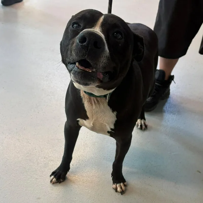 An adult large-sized male Black Mixed Breed dog named Squatz Aka Hank for adoption in Huntington, WV