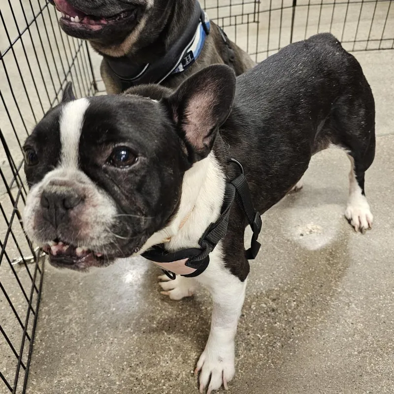 An adult small-sized female Black Boston Terrier dog named Chloe for adoption in Apple Valley, CA