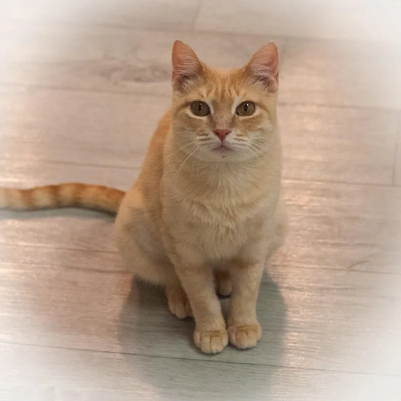 Champagne thumbnail 2