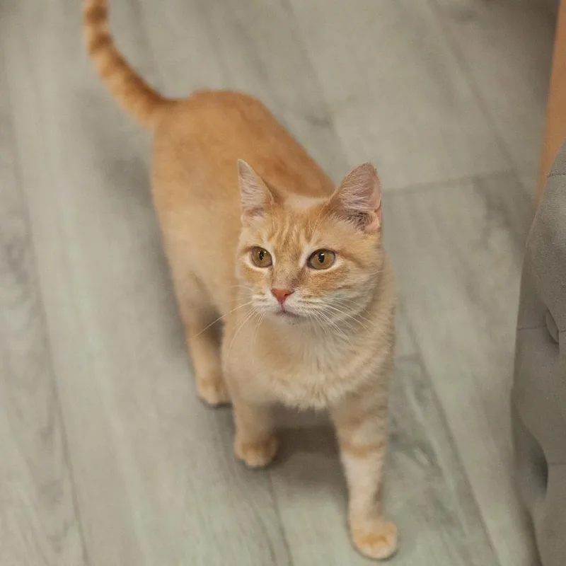 Champagne thumbnail 3