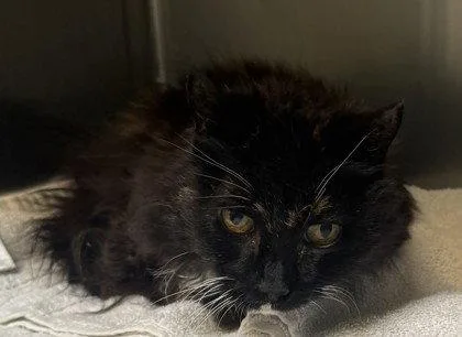 A senior large-sized female Domestic Medium Hair cat named Edna for adoption in Oakland, CA