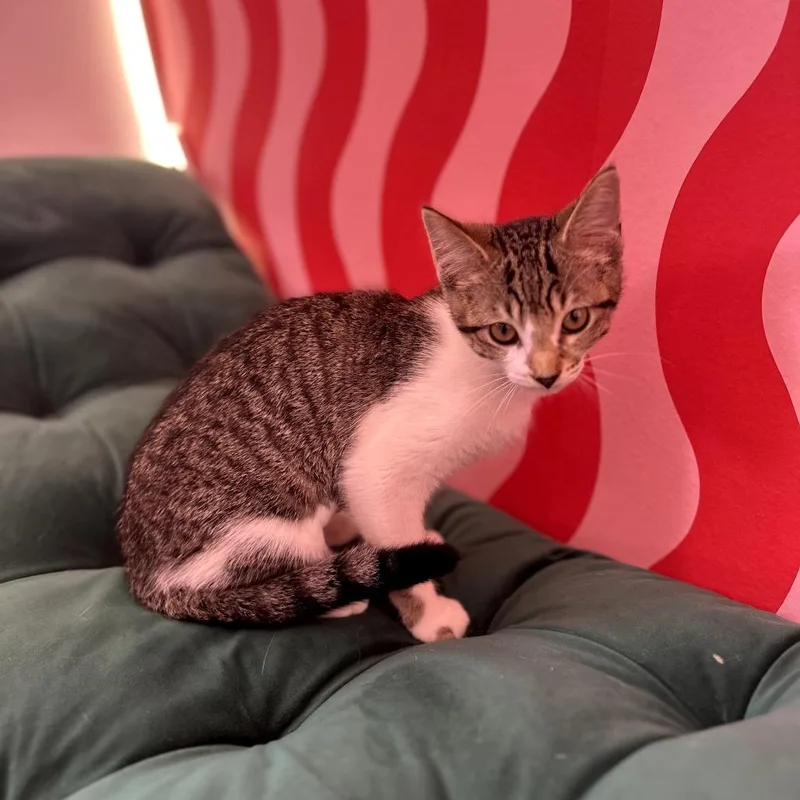 A baby small-sized female White Domestic Short Hair cat named Muffin for adoption in Forest Park, IL