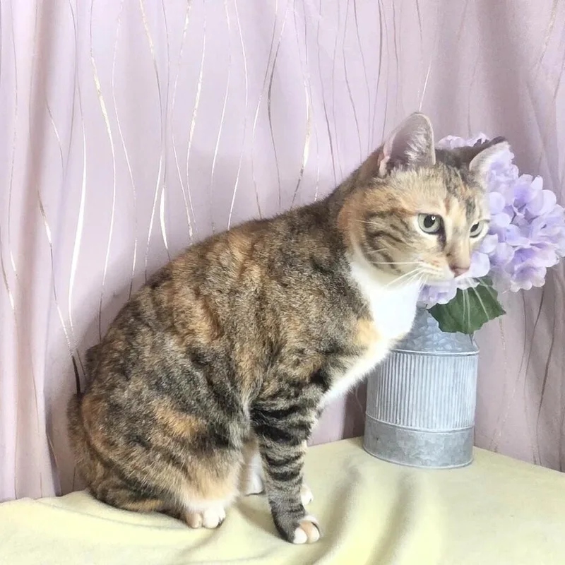 An adult large-sized female Calico cat named Calico for adoption in Long Beach, MS